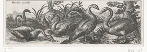 Swans (Birds and Insects) by Simon Frisius