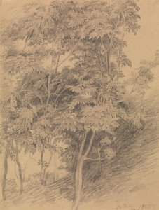 Tree Study by Sir David Wilkie