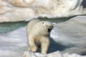 Polar bear walking across an ice floe, Svalbard Islands, Norway, 2022 (photo)