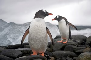 Two gentoo penguins, Pygoscelis papua, on a rocky shore, Antarctica, 2022