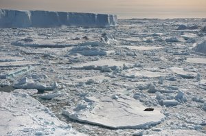 Weddell seal, Leptonychotes weddellii, resting near tabular icebergs, Antarctica, 2022