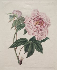 Chinese Tree Peony by Smith