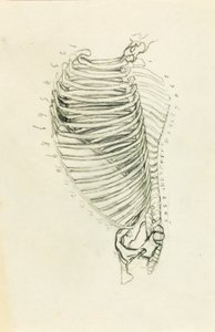 Anatomy by Solon H. Borglum