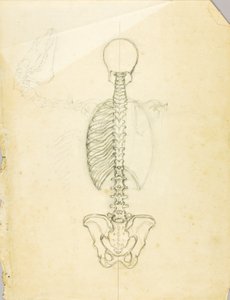 Anatomy Study by Solon H. Borglum