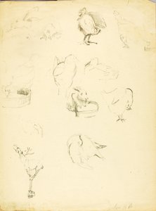Animal Studies