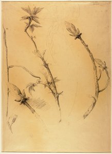 Branches by Solon H. Borglum
