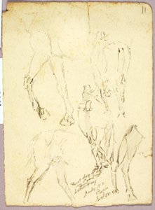 Horses