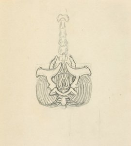 Pelvis by Solon H. Borglum