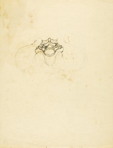 Pelvis by Solon H. Borglum