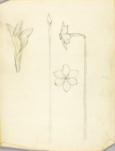 Plant Study