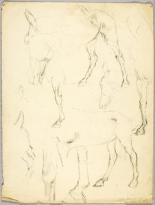 Portrait Study, Horse Study