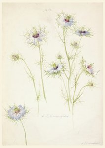 Studies: Love-in-a-mist, late 19th century