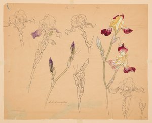 Studies of Irises