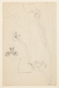 Studies of Irises by Sophia L. Crownfield