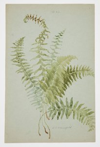 Study of Fern