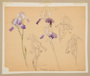 Study of Irises
