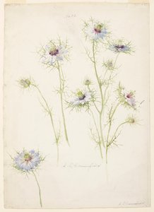 Study of Love-in-a-mist by Sophia L. Crownfield