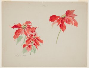 Study of Red Poinsettias