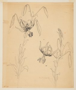 Study of Tiger Lilies
