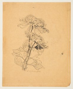 Study of Two Chrysanthemums