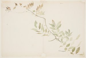 Study of Wisteria Foliage