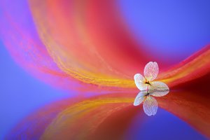 Delicate Flower Reflection