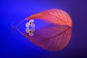 Floating Leaf Reflection