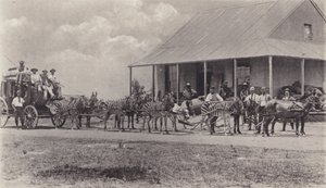 A Novel Means of Transport, Zebras to draw the Mail Coach (b/w photo) by South African Photographer