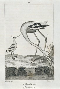 Flamingo and Avosetta, from 