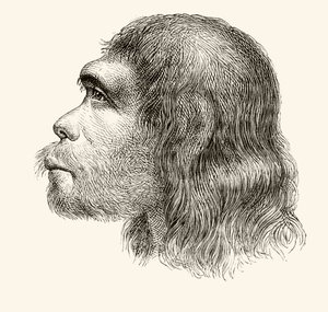 Head of a Neanderthal Man, from 