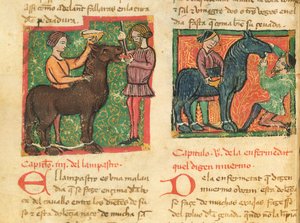 Curing Glossitis in a Horse, from Libro de Menescalcia y Albeyteria by Juan Alvarez by Spanish School