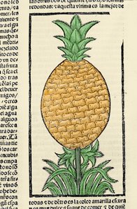 Representation of a pineapple. Engraving from the book 