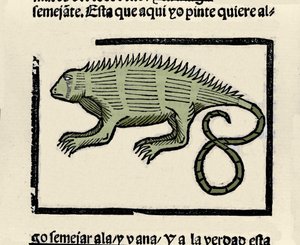 Representation of an iguana. Engraving from the book 