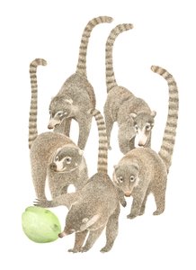 Costa Rica Coatis by Stacy Hsu