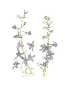Larkspur by Stacy Hsu