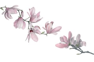 Magnolia by Stacy Hsu