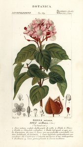 Achiote or lipstick tree, Bixa orellana by Stanghi Stanghi