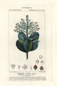 Beefwood, Ardisia coriacea