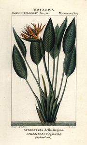Bird of paradise, Strelitzia reginae by Stanghi Stanghi