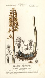 Bird’s-nest orchid, Neottia nidus-avis