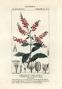 Bushwillow, Combretum coccineum by Stanghi Stanghi