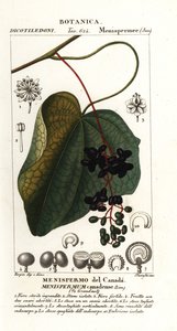 Canadian Moonseed