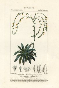 Canyon live-forever, Dudleya cymosa