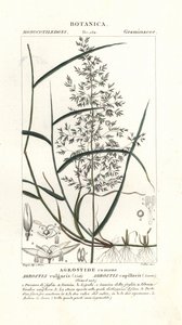 Common bent, Agrostis capillaris by Stanghi Stanghi