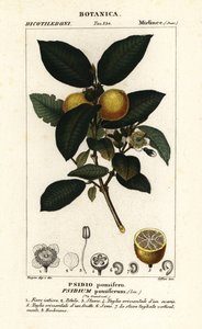 Common guava