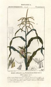 Corn or maize, Zea mays
