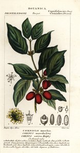 Cornelian cherry