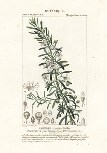 Creeping boobialla, Myoporum parvifolium