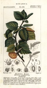 Dwarf birch, Betula pumila