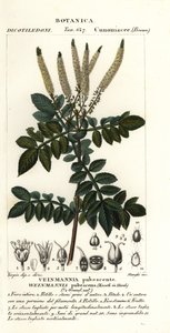Encenillo, Weinmannia pubescens